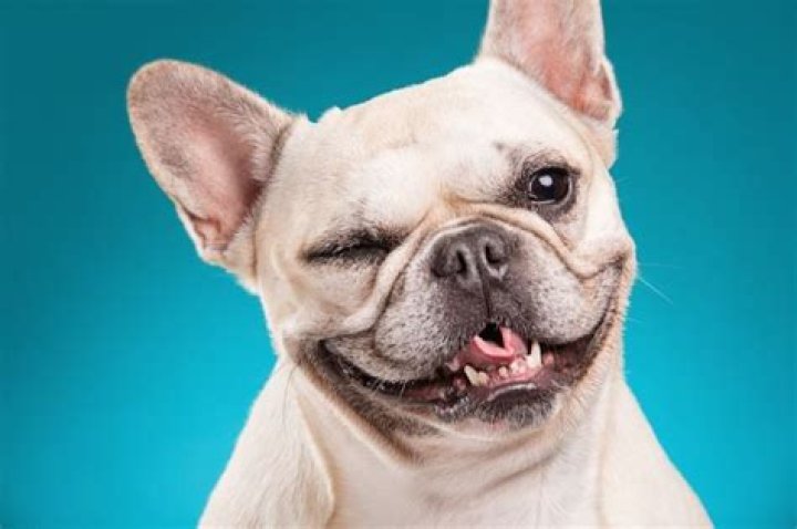 10 Dog Breeds That Barely Bark, According to Veterinarians
