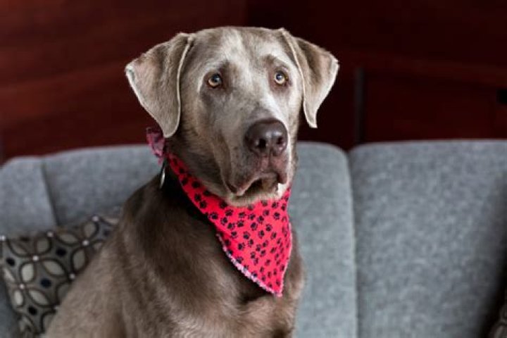 14 Dog Breeds You Shouldn't Own, Doggy Daycare Worker Warns