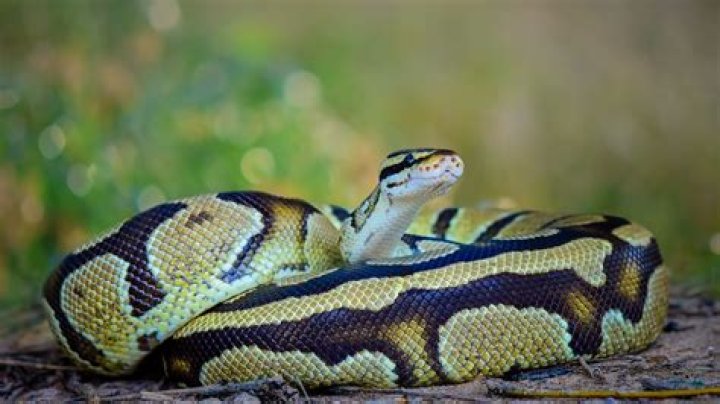 24 Invasive Pythons Found in the U.S. in One Month