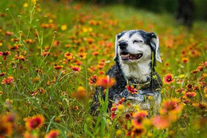 30 Photos That Show Why Senior Dogs Are the Best