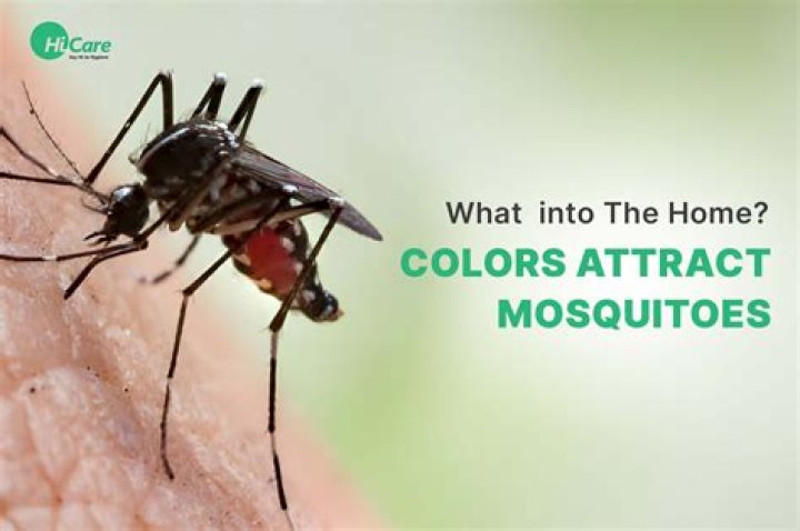 4 Colors That Attract Mosquitoes, Pest Experts and Data Say