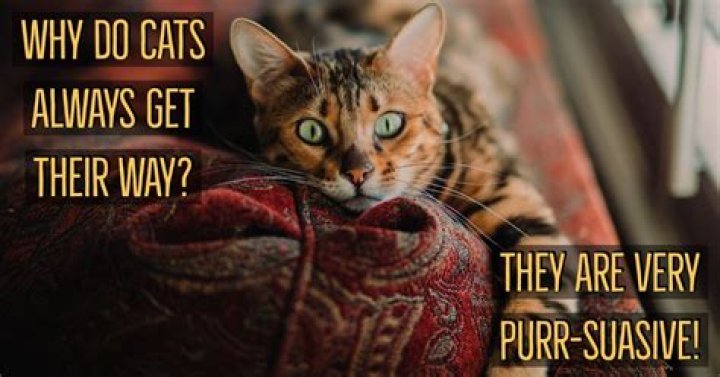 40 Cat Jokes That Are Purr-Fectly Hilarious — Best Life