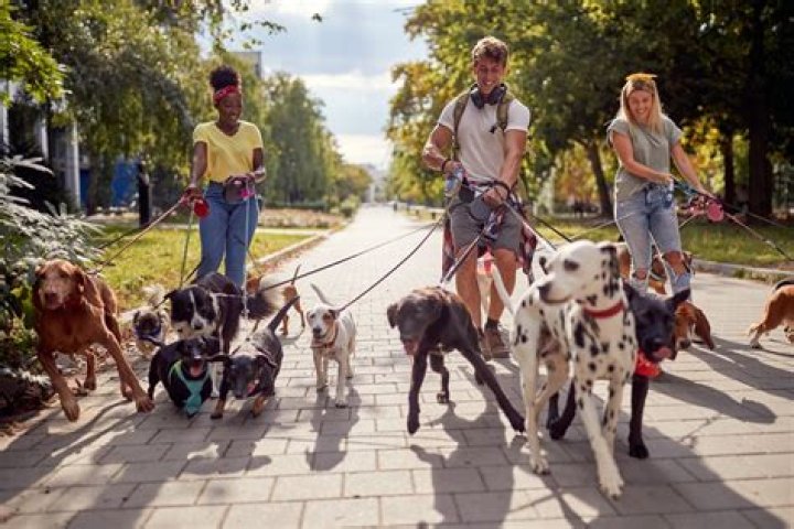 5 Secrets From Former Dog Walkers