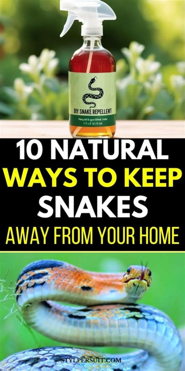 6 Ways to Keep Snakes Out of Your Kitchen, According to Experts