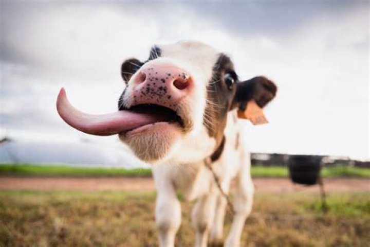 80 Cow Jokes That Are Udderly Hilarious — Best Life