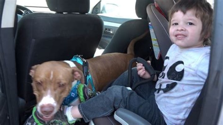 Abandoned Dog That Went Viral Is Now Living "Like a King"—Photos