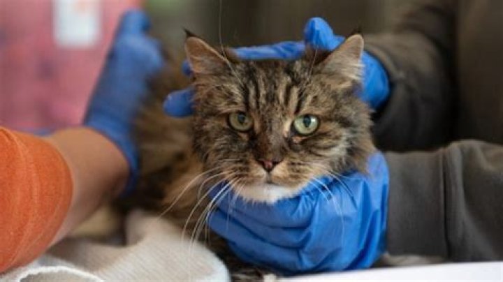 Cat with Adorable Face and Rare Disease Finally Finds Forever Home, Goes Viral