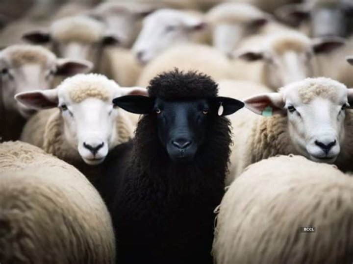 Hire Black Sheep for a Corporate Event or Performance Booking.