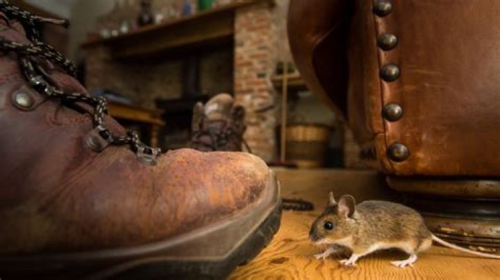 If You Have This in Your Home, You May Be Attracting Mice, Experts Warn