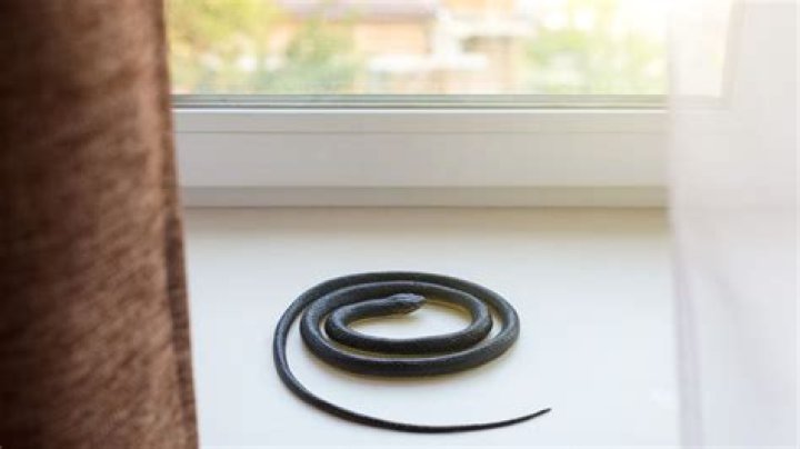 If You See a Snake in Your Home, Do This Immediately, CDC Says