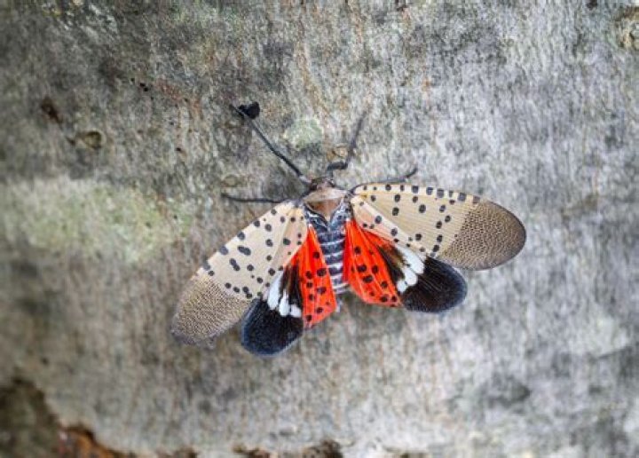 If You See This in Your Yard, Prepare for a Bug Invasion, USDA Says