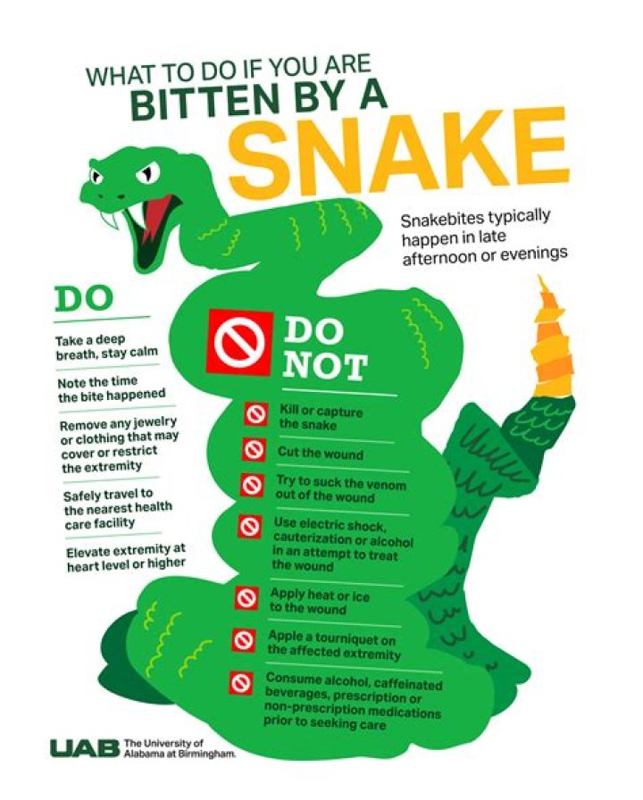 It's Snake Season: "Be Aware" in These Areas, Experts Caution