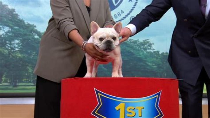 Meet the AKC's Newest Dog Breed: "Loyal, Healthy, Long-Lived, and Intelligent"