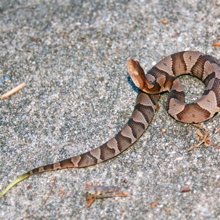 Mom Issues Warning After Finding Copperhead in Baby's Stroller