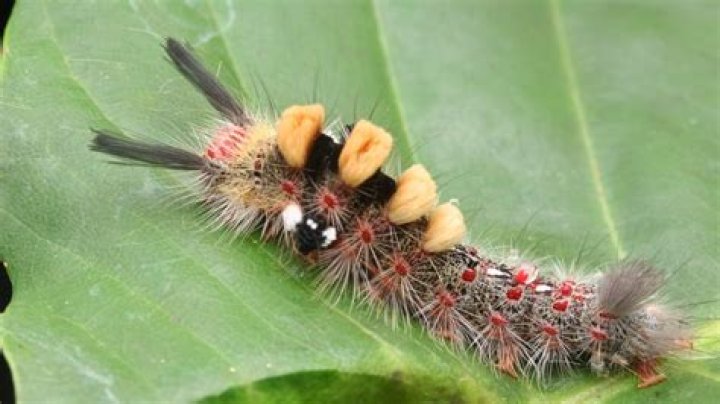 Rash-Causing Caterpillars Are "Dropping Out of Trees," Officials Warn