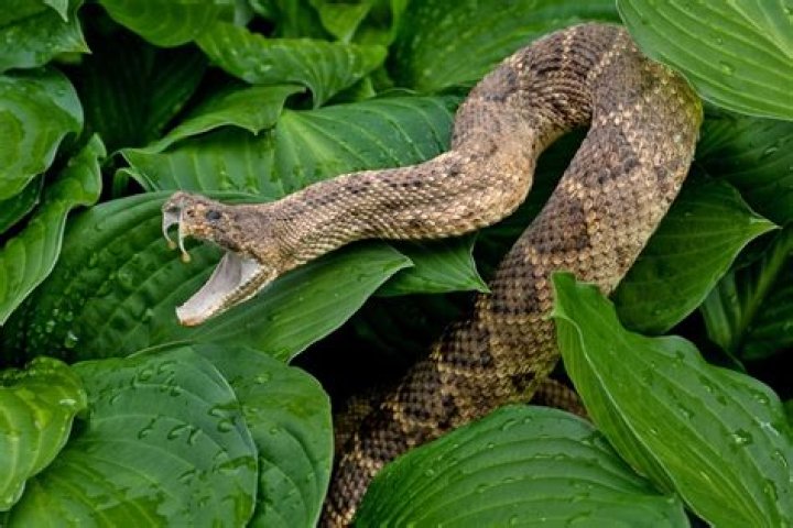 Rattlesnake Attack Has Trauma Doctor Issuing a New Warning