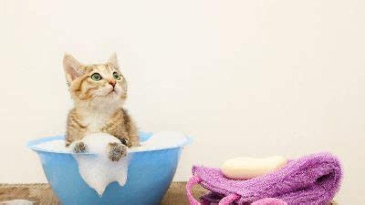 This Is When You Should Give Your Cat a Bath — Best Life