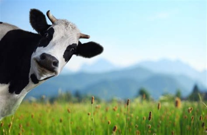 Why Cow Tipping Is Bogus—and Other Popular Animal Myths — Best Life