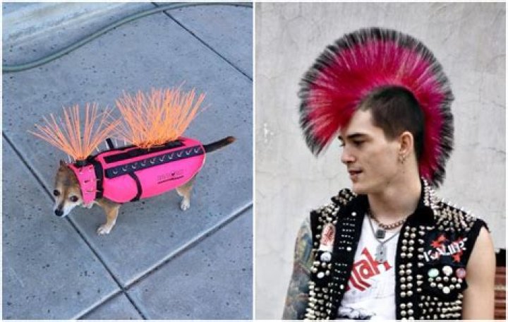 Why These Flashy Anti-Coyote Dog Vests Are Going Viral — Best Life