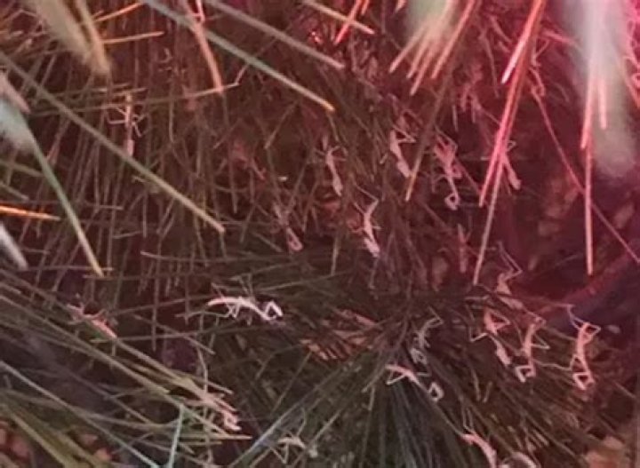 Woman Finds Thousands of Hatched Praying-Mantis Bugs in Christmas Tree