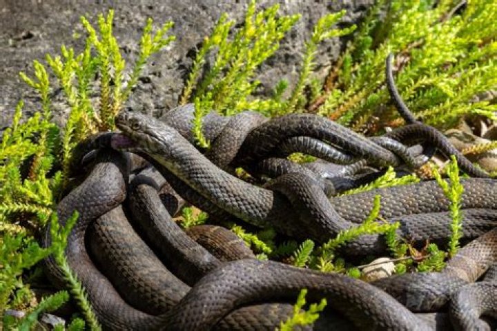 You're Inviting Snakes to Your Home If You're Not Cleaning This Up, Experts Say